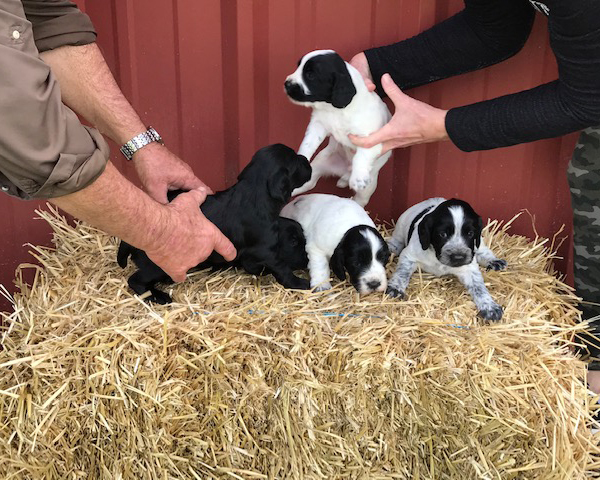 English Cocker puppies on hay bale