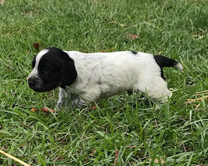 English Cocker puppy in grass